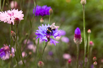 A bumblebee on a  flower  cornflower in a field among green grass