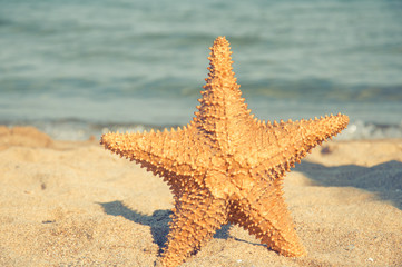 Fototapeta na wymiar starfish on the sand on the background of the sea