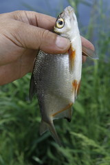 Hand mit Fisch