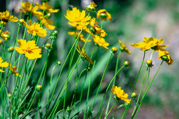 Beautiful golden flower on green grass