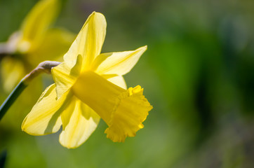 Yellow Narcissus - daffodil on a green background