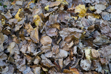Autumn leaves background