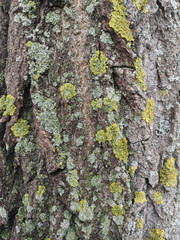 Wood texture with green moss closeup. Grunge tree background