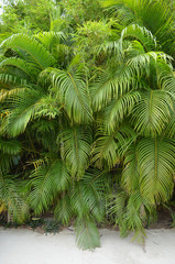  leaves of a tropical tree