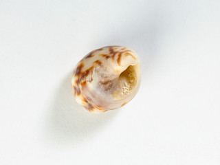 Conchas sobre fondo blanco