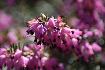 Schneeheide (Erica carnea)