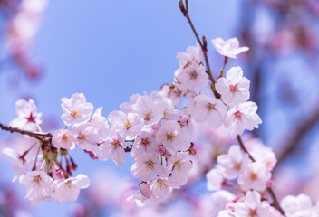 桜