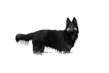 Isolated on white background, hairy dog, Bohemian shepherd, purebred, staring at camera. Dog standing in water, side view, low angle photo.  Black and white photo. Czechia.