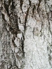 Tree bark texture covered with protective white paint closeup