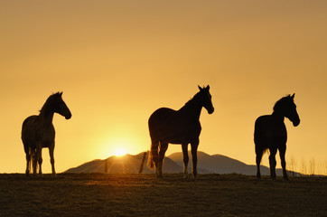 Fototapeta na wymiar Horse trio waiting for sunset