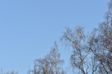 Crones of birches against the blue sky. Spring background