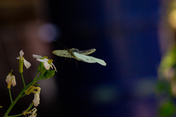 Wild flowers of clover and butterfly