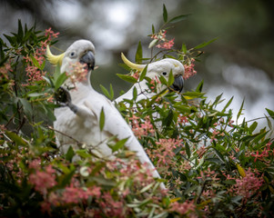 pair of Cockatoos eating flowers