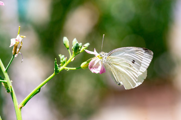 Wild flowers of clover and butterfly