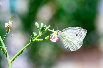 Wild flowers of clover and butterfly