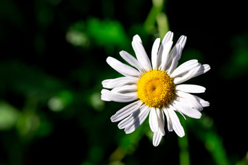 Obraz premium Field chamomiles flowers closeup