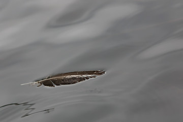 Waterfowl feather on water in early spring.