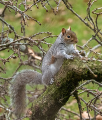 squirrel on tree