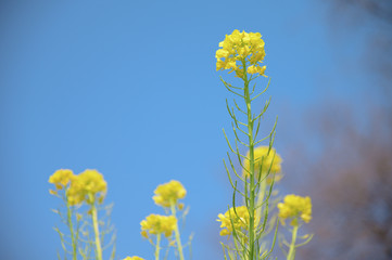 Obraz premium 菜の花