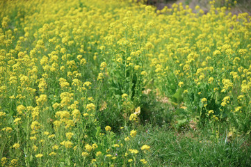 菜の花