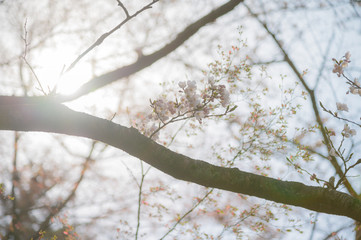 桜の花