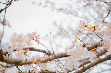 桜の花