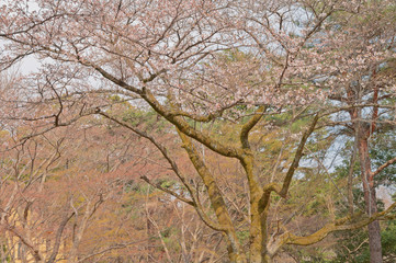 桜の木