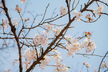 桜の花