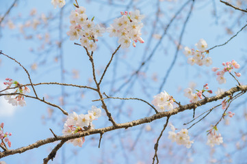 桜の花