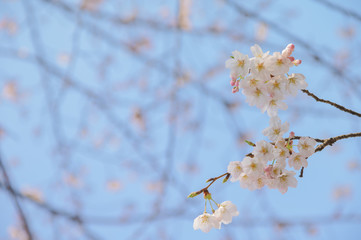 桜の花