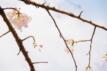桜の花