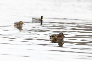 Male and female on the water of the river in early spring. Mallard during migration.