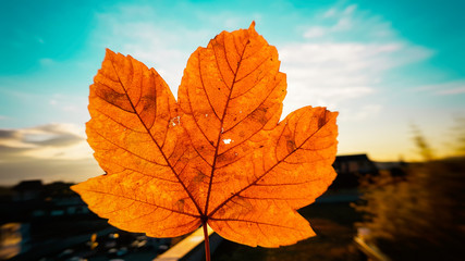 Sunset light illuminating and penetrating thought small hole in autumn red and yellow colored leaf with small hole producing sun beams