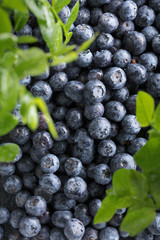  Ripe and juicy fresh picked blueberries closeup.