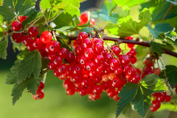 Red currants on the bush branch in the garden.