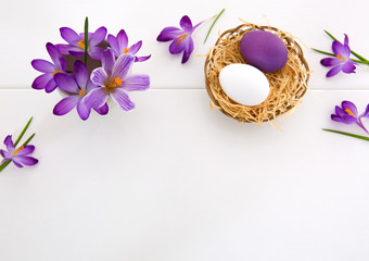 Purple crocuses and easter Eggs in the nest isolated on white wood Background.
