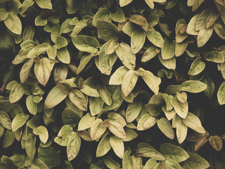 Image of creative layout consisting of green leaves.
