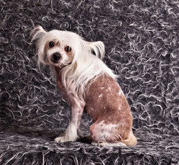 Chinese Crested Hairless dog on a shaggy gray background