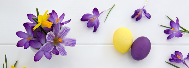 Purple crocuses and Easter Eggs isolated on white wood Background.
