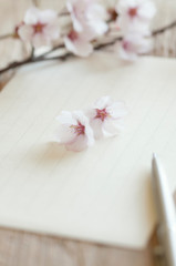 Fototapeta na wymiar 桜と便箋