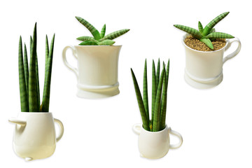 Green ornamental plants in white pots