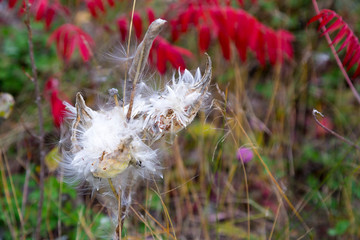 Bursting Milkweed pod with white fluffy seeds and red sumac leaves in the background