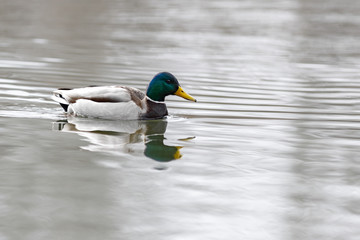 The male on the water of the river in early spring. Mallard during migration.