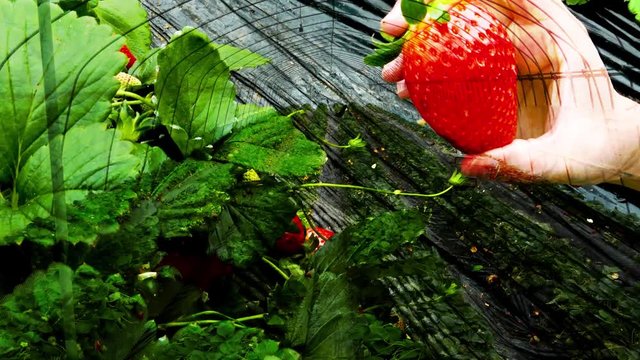 Hand picking strawberry patch overlay