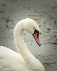 Fototapeta premium sleeping swan on the river