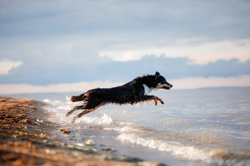 funny dog is playing on the plage in the water. Pet on nature . Active border collie