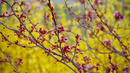 colorful blooming trees in spring