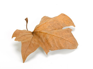 Hojas otoñales de árbol