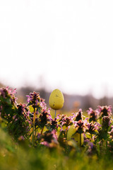 Yellow Easter eggs in purple flowers in the nature.