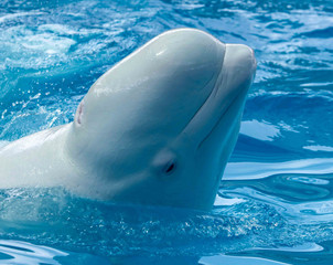 Big white dolphin swims in the pool
